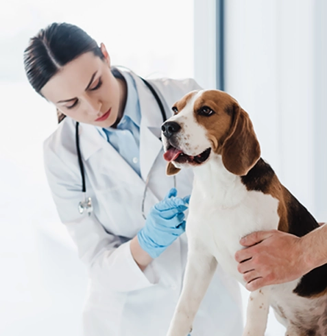 Harmandalı Veteriner